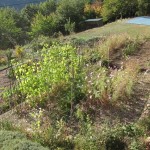 cleared vegetable garden