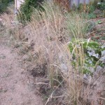 mulched eragrostis