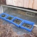 plants in cold frame
