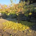 courtyard leaves