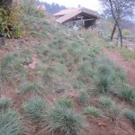 festuca forest 1