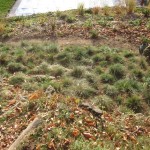 looking on grasses