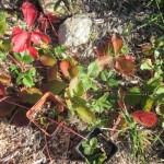 strawberries planted