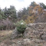 pine on rock