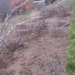 soft fruit orchard