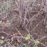 raspberry mulching