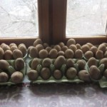 charlottes chitting