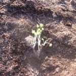 planting red currant