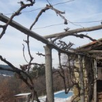 vine pruning