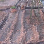 Potatoes in potager