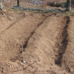 asp earthed up