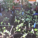 cabbage potted on