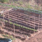 carrots parsnips sown