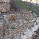 courtyard mulched