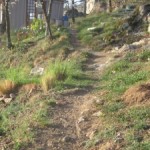 eragrostis on path