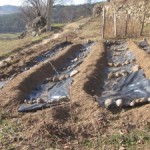 finished asparagus bed