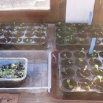 first pricking out