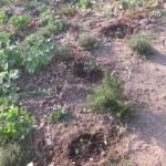 geranium planted