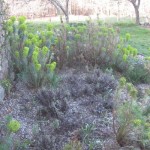 herb garden post cut