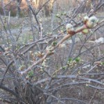 jostaberry buds