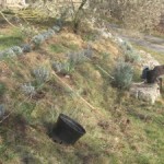 lavender planted