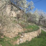 plum garden spring