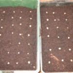 seed sowing
