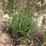 thyme plant