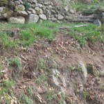 wall above wildflowers