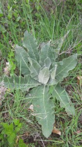 verbascum