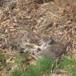 artur in compost bed