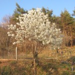 cherry top potager