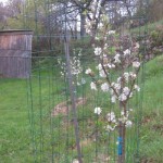 apple trees flowerong
