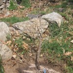 cornus kousa planted