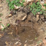 cotinus planted