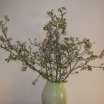 crab apple blossom