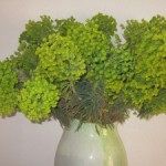 euphorbia in vases