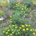 euphorbia polychroma spring