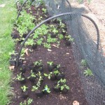 file planting salad