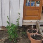 hydrangea planted