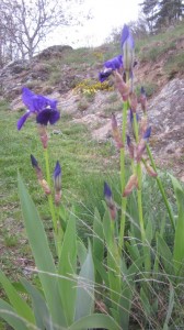 iris blue