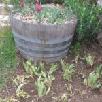 irises planted