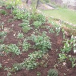 shade garden mulched weeded