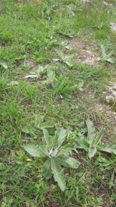 verbascum field