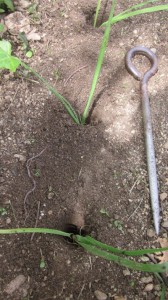 leek planting