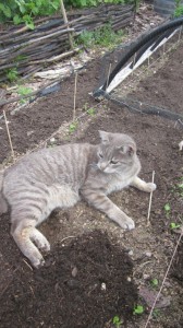 artur helping with weeding