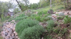 calabert weeded top terrace