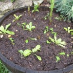 calendula and rocket