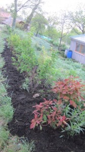 hedge mulched at last