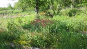 terrace bank flowers may